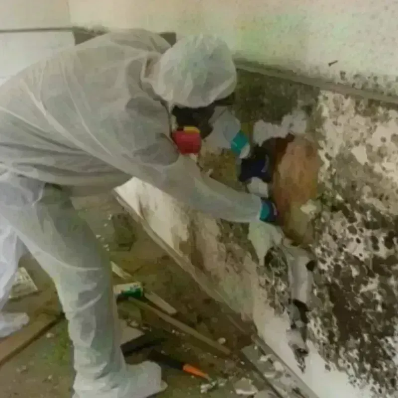 Mold Remediation and Removal in Lincoln County, WA